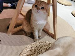 -Heymao猫咖.咖啡厅(东门店)