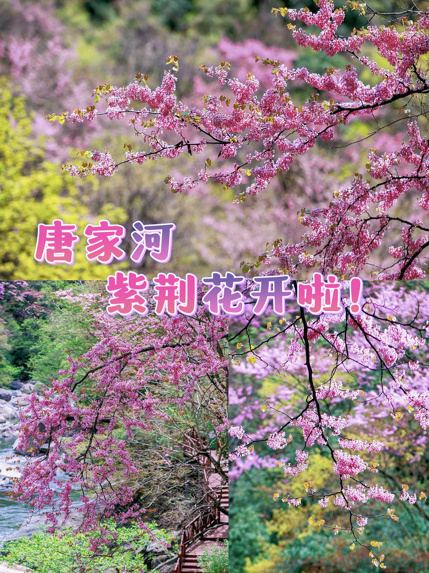 唐家河的紫荆花开啦!趁人少快去打卡吧!
