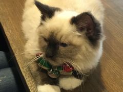 -共舞时光猫咖·狗咖(新街口店)