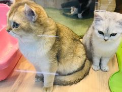 -米卢宠物公园(广华居店)