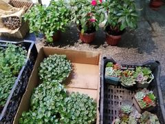 -花草间花行(法华镇路店)