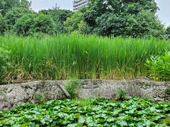 -成都市活水公园