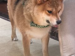 -逗柴咖啡屋·狗咖猫咖宠物桌游