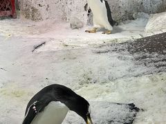 -大连圣亚海洋世界