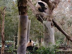 -都江堰中华大熊猫苑