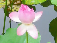 -荔湾湖公园
