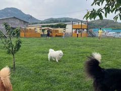-趣玩宠物乐园寄养训犬训狗游泳池