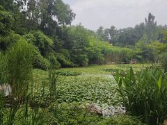 -习家池