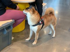 -dotcom coffee古点咖啡(致真大厦店)