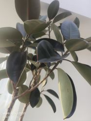 -HEYAN荷妍专业脱毛连锁机构