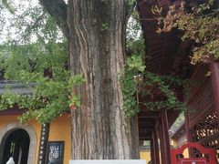 -焦山景区-万佛塔