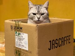 -猫猫幼稚园·撸猫·桌游·电玩