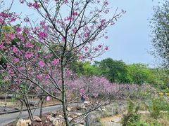 -天适樱花悠乐园