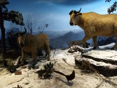 -陕西自然博物馆