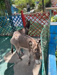 -萌宠亲子动物乐园(槐房万达店)