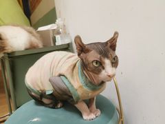 -猫在这儿猫咪咖啡馆·撸猫馆