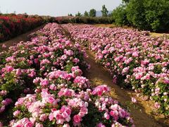 -密云玫瑰情园