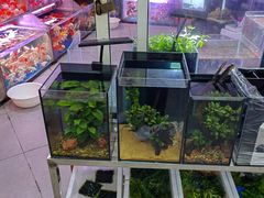-曲阳花鸟市场(曲阳路店)