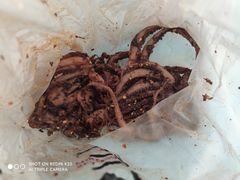 -水一方现烤鱿鱼丝大连特产(三八广场店)