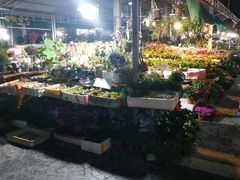 -曲阳花鸟市场(曲阳路店)