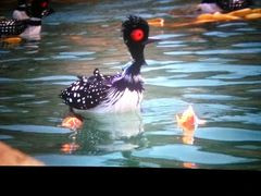 -万达影城(锦华万达广场IMAX店)