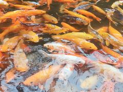 -千岛湖东南湖区