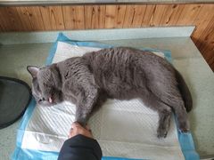 -瑞派长江宠物医院·猫科·外科·24小时夜护(谊城公寓分院)