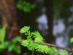 -桤木河湿地公园