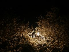 -武汉大学-樱园