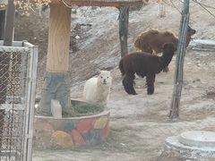 -石家庄市动物园