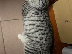 -芭比堂动物医院·心脏专科·夜诊·吉雅分院