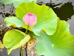 -荷塘月色湿地公园·向阳花洲