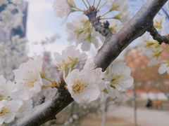 -东北师范大学(净月大街校区)