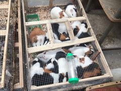 -中环花鸟鱼虫市场