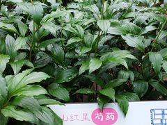 -仁和公园(顺义区)