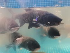 -鸽子侯·家宴·平价海鲜(市图书馆店)