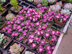 -花鸟鱼虫鲜花绿植市场(玉泉路店)