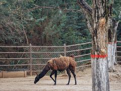 -青藏高原野生动物园