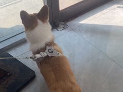 -瑞鹏宠物医院·超声·骨科·奇麟分院(蜀都万达店)