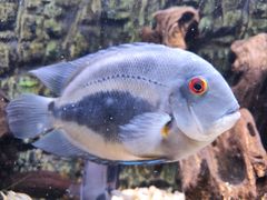 -上海海洋水族馆