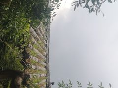 -喵屿·大理花园猫咖