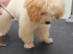 -comecome来吧宠物(奥克斯中心店)