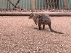 -费瑟代尔野生动物园