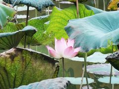 -揭东万竹园旅游景区