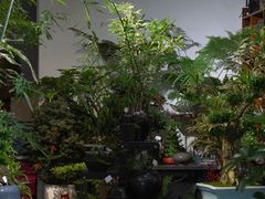 -溪岸路花鸟市场