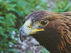 -新疆天山野生动物园