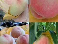 -老袁家蜜桃农场·阳山水蜜桃