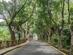 -银湖山郊野公园-相思林