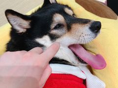 -逗柴咖啡屋·狗咖猫咖宠物桌游