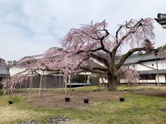-醍醐寺